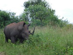 Rhinoceros habitat