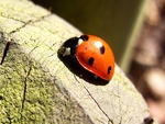 Lady Bug