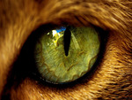 wild eye