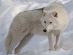 Arctic Wolf