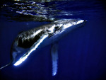 HUMPBACK WHALE