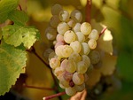 Chardonnay Grapes 