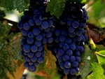 Napa Valley Merlot