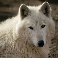 THIS IS FOR YOU LOKI  MY FRIEND