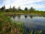 Cowbay Marsh
