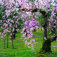 The lovely cherry tree 