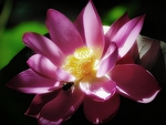 Pink Lotus