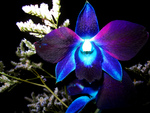 blue orchid