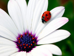 pretty ladybug&flower