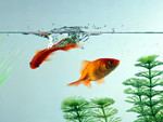 crystal clear goldfish aquarium