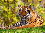 Bangal Tiger HD Shot