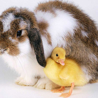 Easter buddies