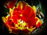 Tulip Passion