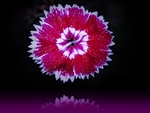 Dianthus Reflection
