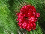 FernLeaf Peony