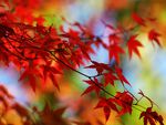 Red Acer