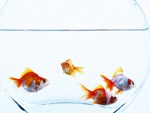 4 Goldfish