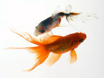 Goldfish