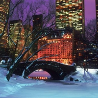 Central Park In Winter