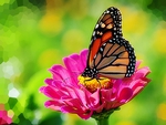 Monarch Butterfly On Zinnia