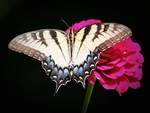 Tiger Swallowtail Butterfly On Zinnia