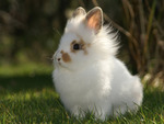 fluffy rabbit