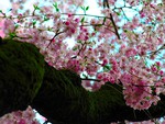 Sakura Tree