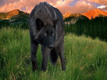 Black Wolf
