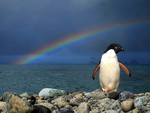 Penguin w Rainbow