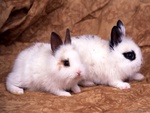 baby rabbits