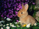 Cute Bunny 
