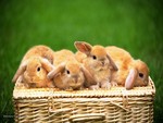 Bunnies in a Basket