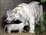 White Tigers