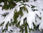 Snow on Fir