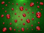 Lady Bugs