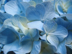 Blue Hydrangea (Close up)