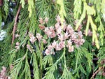 Cedar Cones