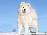 North Greenland Dog