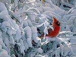 Winter with Cardinal