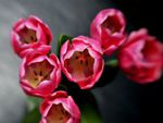 Pink Tulips 