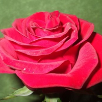 Red Rose