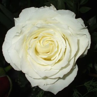 White Rose