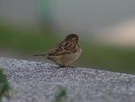 Lonely Sparrow