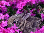 Baby Cottontail Bunny