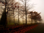 FOGGY AUTUMN