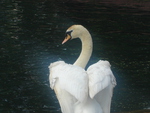 swan by a river