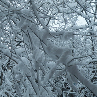 Magical Matrix of Snowy Arms