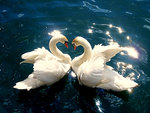 Swans