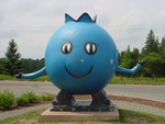 Blue Berry Guy