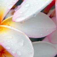 wet petals